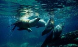  Snorkeling with seals 